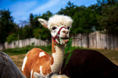 Close-up of an animal