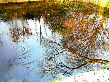 Full frame shot of tree reflection in water