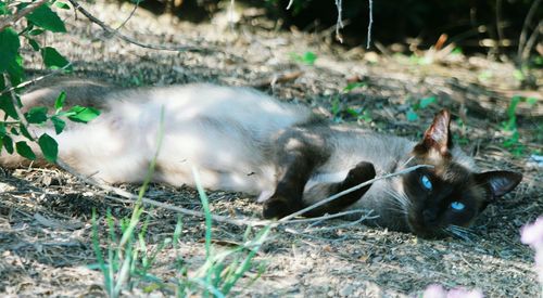 Cat on field