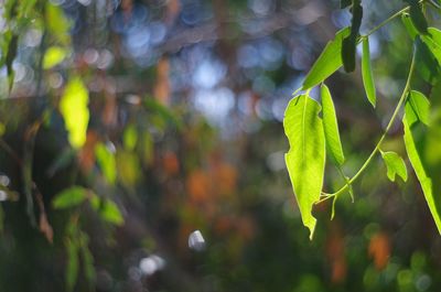 Close-up of fresh green plant