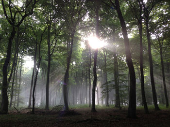 Sun shining through trees
