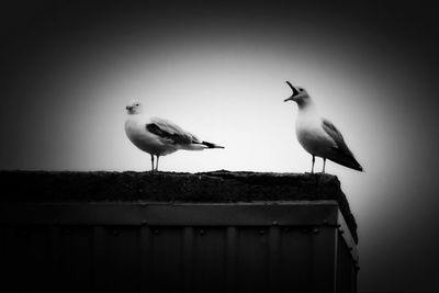 Low angle view of seagulls flying