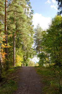 Trees in forest
