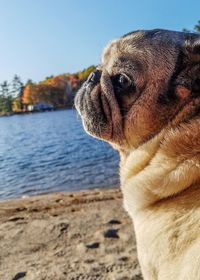 Close-up of a dog looking away