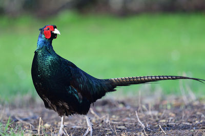 Portrait of a melanistic pheasant 