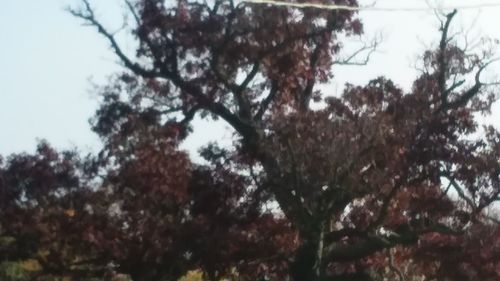 Low angle view of trees in forest