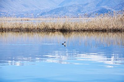 Bird flying over lake