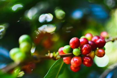Close-up of red berries on tree