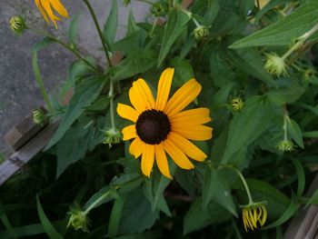 Close-up of yellow flowering plant