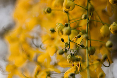 Close-up of yellow berries on plant