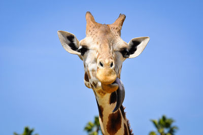 Low angle view of giraffe against clear blue sky