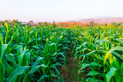 Plants growing on field
