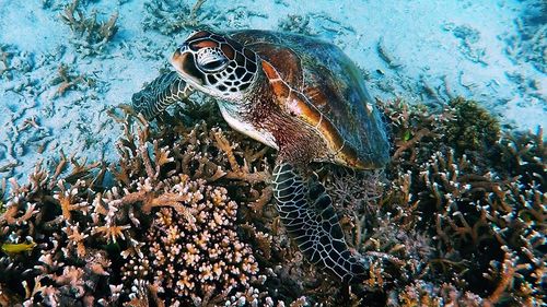 High angle view of turtle swimming in sea