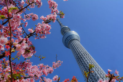 Low angle view of flowering tree against blue sky