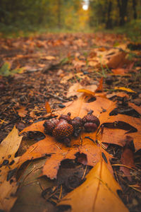 Close-up of dry leaves on ground