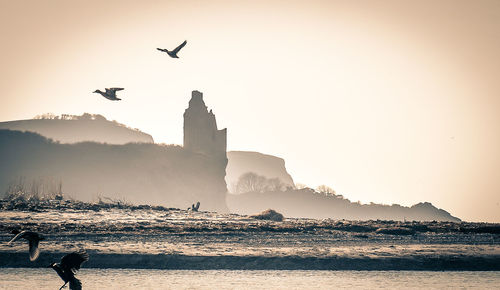 Seagulls flying over sea against clear sky