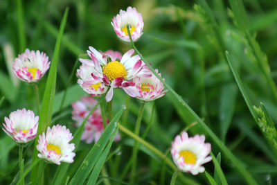 Close-up of pink flowers