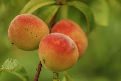 Close-up of apples on tree