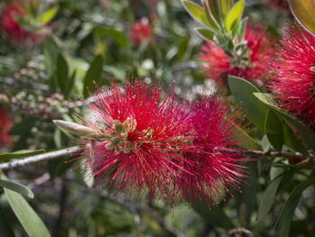 Close-up of red flower