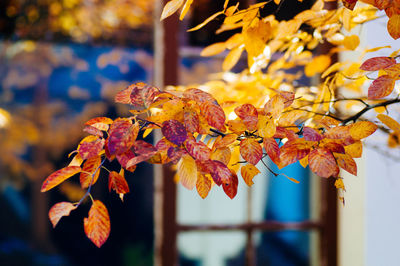 Close-up of maple leaves on tree