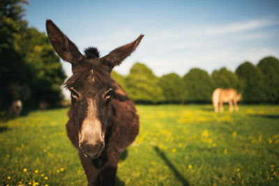 Portrait of a horse on field