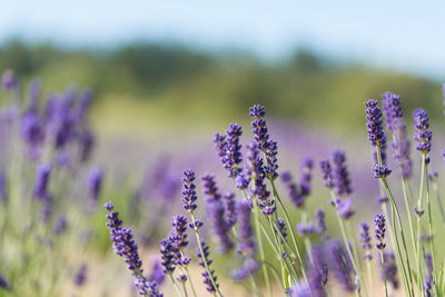 Close-up of purple flowering plants on field