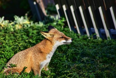 Side view of giraffe standing on field