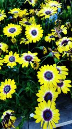 Close-up of yellow flower