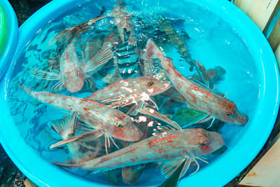 High angle view of crab in water