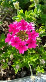 Close-up of pink flowering plant