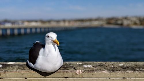 Seagull perching on a sea