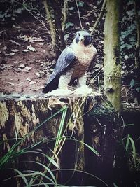 Bird perching on a tree