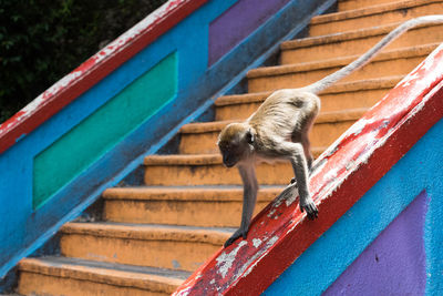 Cat sitting on staircase