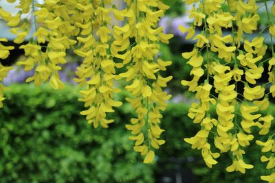 Close-up of fresh yellow leaves