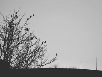 Low angle view of silhouette tree against clear sky