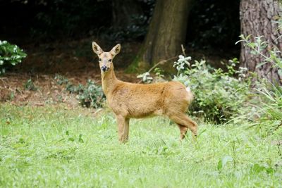 Portrait of giraffe standing on field