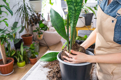 Midsection of woman holding potted plant