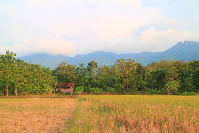 Scenic view of field against sky