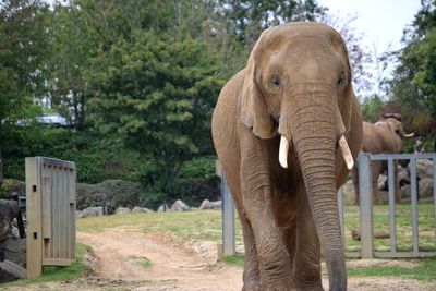 View of elephant in zoo