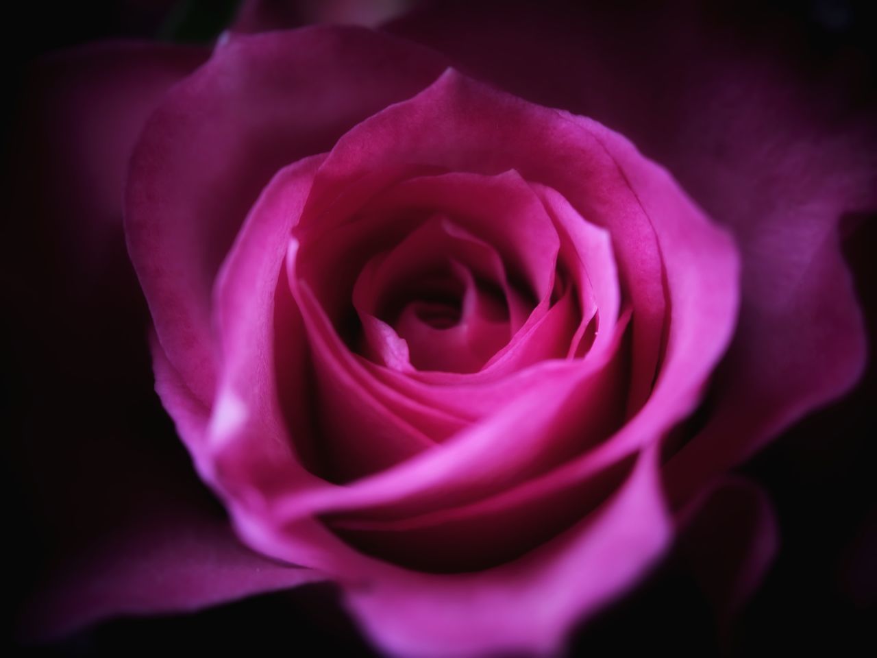 CLOSE-UP OF PINK ROSE IN BLACK BACKGROUND