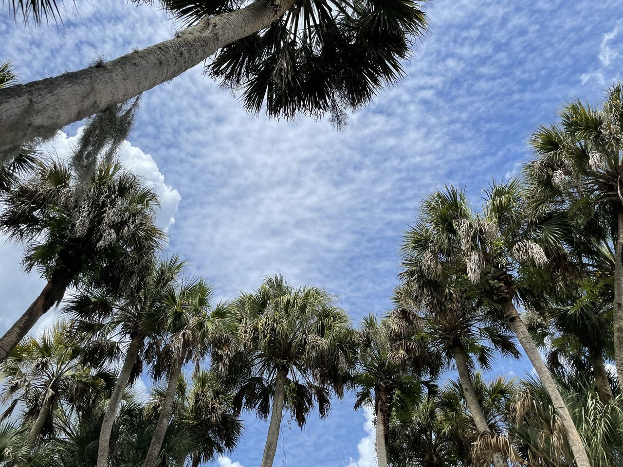 LOW ANGLE VIEW OF COCONUT PALM TREES