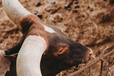 Close-up of a horse