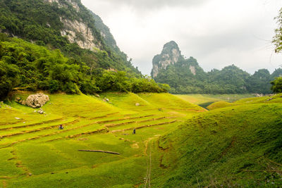 Scenic view of agricultural field against sky