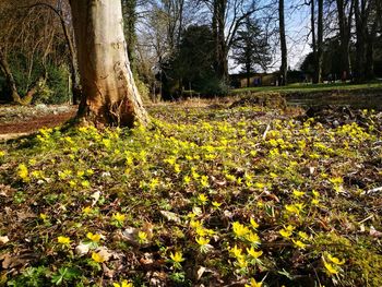 Close-up of yellow flowers growing on tree