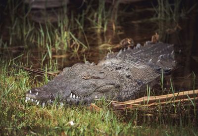 Close-up of crocodile in lake