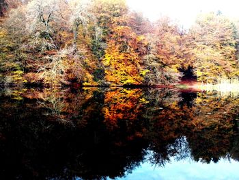 Reflection of trees in calm lake