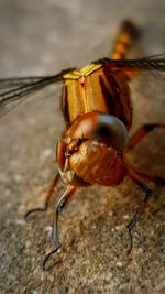 Close-up of insect on rock