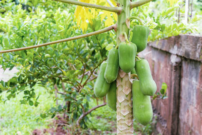 Fresh papaya fruits and droplets on green papaya leaves after raining in the morning. 