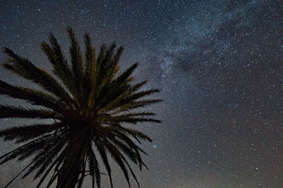 Low angle view of palm tree against sky at night