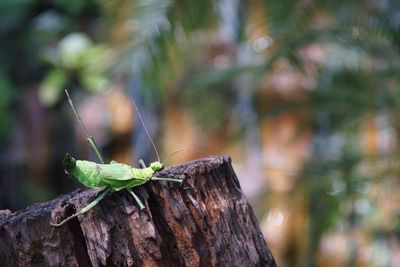 Close-up of insect on wood